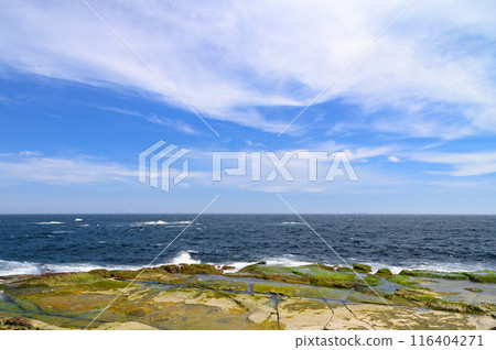 (Shizuoka Prefecture) Senjojiki on Ebisu Island, Shimoda, Izu (Shizuoka Prefecture) Senjojiki on Ebisu Island, Shimoda, Izu 116404271