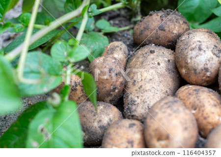 Freshly harvested potatoes gathered in one place in a potato field 116404357