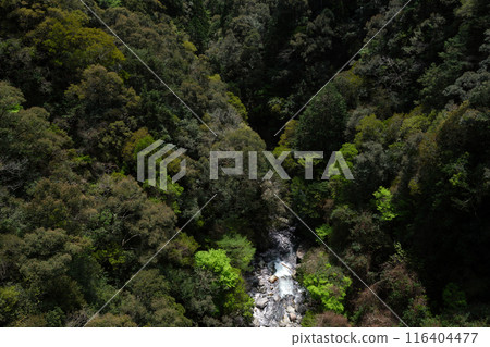 從多度橋眺望紀伊山山谷的春天 116404477