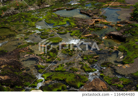吉克平濕地 Gunana Jigoku 的 Chatubomi 苔蘚群落 116404480