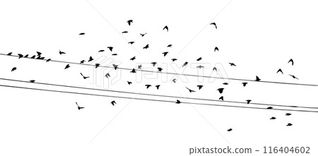 Flying birds silhouette flock. Birds on electric wires. hand drawing. Not AI, Vector illustration Flying birds silhouette flock. Birds on electric wires. hand drawing. Not AI, Vector illustration 116404602