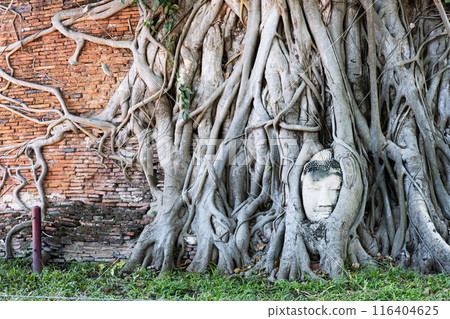 Wat Phra Mahathat, Ayutthaya, Thailand 116404625