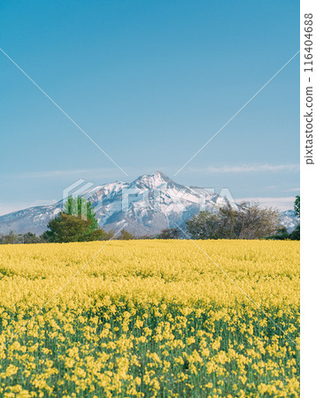 雪山映襯下,油菜花盛開 雪山映襯下,油菜花盛開 116404688