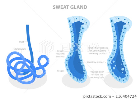 3D Isometric Flat  Illustration of Sweat Gland, Skin Anatomy 116404724