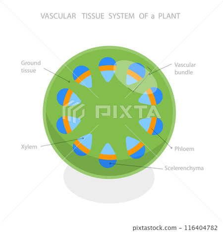 3D Isometric Flat  Illustration of Vascular Tissue System Of A Plant, Educational Diagram 116404782