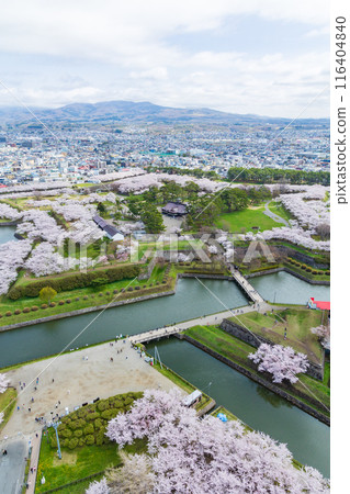 春天的北海道函館市，五稜郭公園櫻花盛開，從五稜郭塔上眺望 116404840