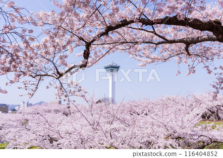 Spring in Hakodate, Hokkaido: Cherry blossoms in full bloom at Goryokaku Park Spring in Hakodate, Hokkaido: Cherry blossoms in full bloom at Goryokaku Park 116404852