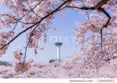 Spring in Hakodate, Hokkaido: Cherry blossoms in full bloom at Goryokaku Park 116404853