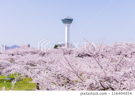北海道函館市的春天-櫻花盛開的五稜郭公園 北海道函館市的春天-櫻花盛開的五稜郭公園 116404854