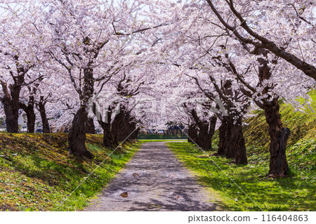 Spring in Hakodate, Hokkaido: Cherry blossoms in full bloom at Goryokaku Park Spring in Hakodate, Hokkaido: Cherry blossoms in full bloom at Goryokaku Park 116404863