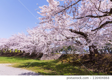 Spring in Hakodate, Hokkaido: Cherry blossoms in full bloom at Goryokaku Park Spring in Hakodate, Hokkaido: Cherry blossoms in full bloom at Goryokaku Park 116404868