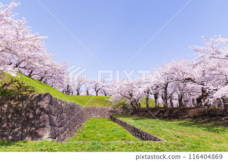 Spring in Hakodate, Hokkaido: Cherry blossoms in full bloom at Goryokaku Park Spring in Hakodate, Hokkaido: Cherry blossoms in full bloom at Goryokaku Park 116404869