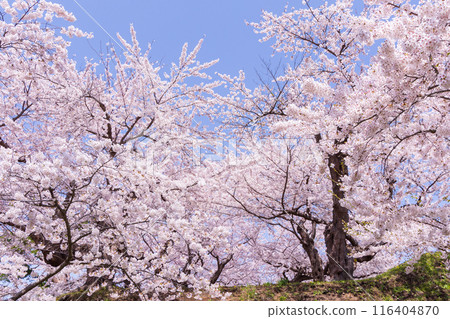 北海道函館市的春天－櫻花盛開的五稜郭公園 116404870