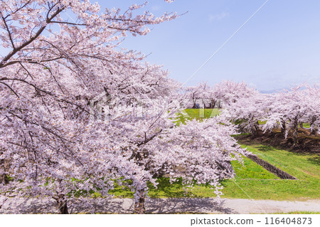 Spring in Hakodate, Hokkaido: Cherry blossoms in full bloom at Goryokaku Park Spring in Hakodate, Hokkaido: Cherry blossoms in full bloom at Goryokaku Park 116404873