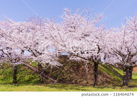 Spring in Hakodate, Hokkaido: Cherry blossoms in full bloom at Goryokaku Park Spring in Hakodate, Hokkaido: Cherry blossoms in full bloom at Goryokaku Park 116404874