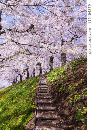Spring in Hakodate, Hokkaido: Cherry blossoms in full bloom at Goryokaku Park Spring in Hakodate, Hokkaido: Cherry blossoms in full bloom at Goryokaku Park 116404879