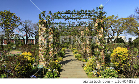 春天港景山公園的花圃裡鮮花盛開 116404888