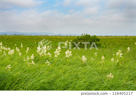 The Sarobetsu Plain 116405217