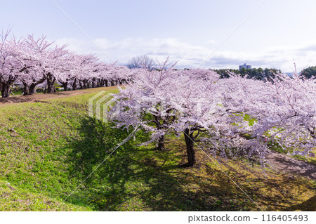 Spring in Hakodate, Hokkaido: Cherry blossoms in full bloom at Goryokaku Park 116405493