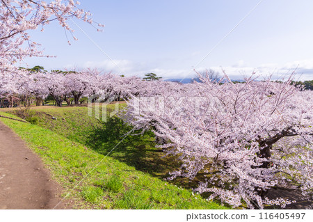 北海道函館市的春天-櫻花盛開的五稜郭公園 北海道函館市的春天-櫻花盛開的五稜郭公園 116405497