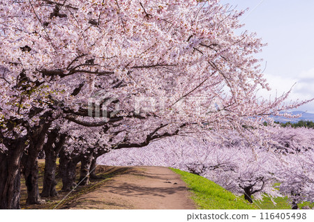 北海道函館市的春天-櫻花盛開的五稜郭公園 北海道函館市的春天-櫻花盛開的五稜郭公園 116405498