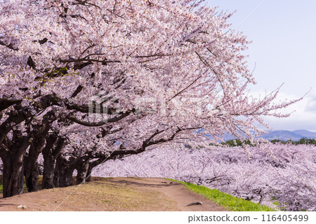 Spring in Hakodate, Hokkaido: Cherry blossoms in full bloom at Goryokaku Park 116405499