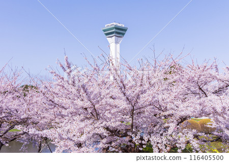 北海道函館市的春天－櫻花盛開的五稜郭公園 116405500