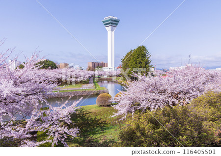 北海道函館市的春天－櫻花盛開的五稜郭公園 116405501