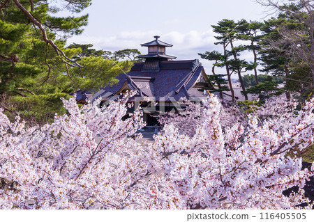 北海道函館市的春天－櫻花盛開的五稜郭公園 116405505