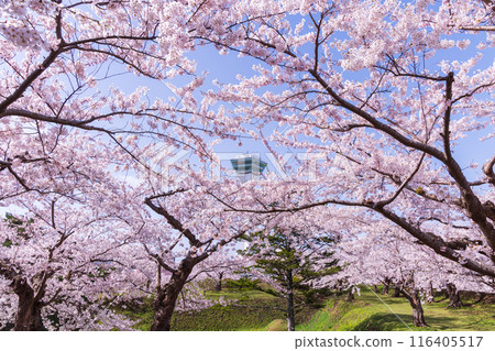 Spring in Hakodate, Hokkaido: Cherry blossoms in full bloom at Goryokaku Park Spring in Hakodate, Hokkaido: Cherry blossoms in full bloom at Goryokaku Park 116405517