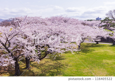 北海道函館市的春天-櫻花盛開的五稜郭公園 北海道函館市的春天-櫻花盛開的五稜郭公園 116405522