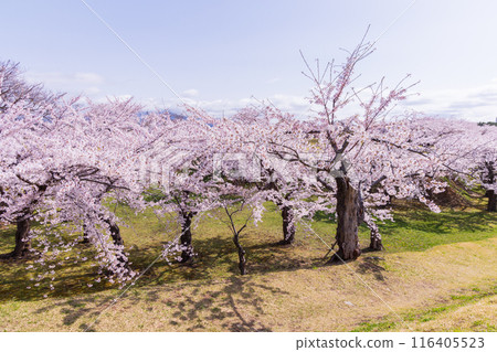 北海道函館市的春天－櫻花盛開的五稜郭公園 116405523