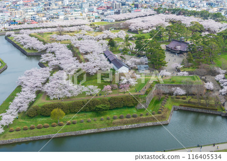 Spring in Hakodate, Hokkaido: Cherry blossoms in full bloom at Goryokaku Park. View from Goryokaku Tower. 116405534