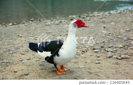 One white black mute duck with a red beak walks by Kournas lake. Wild bird. Nature, animal One white black mute duck with a red beak walks by Kournas lake. Wild bird. Nature, animal 116405645