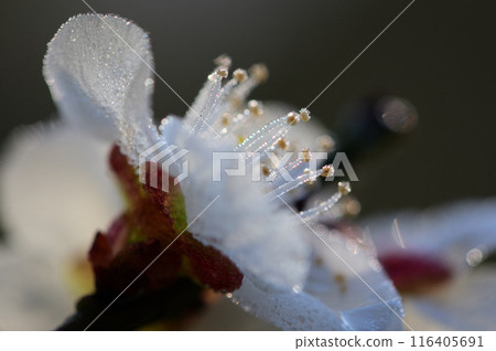 白色李子開花特寫鏡頭 白色李子開花特寫鏡頭 116405691