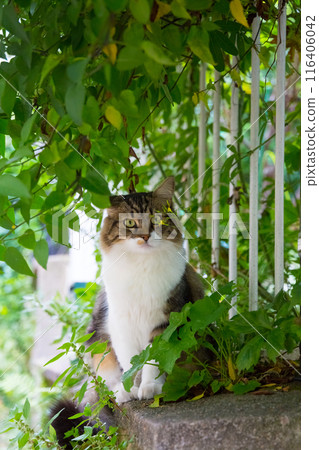 巴黎貓坐在被樹葉包圍的柵欄上 巴黎貓坐在被樹葉包圍的柵欄上 116406042