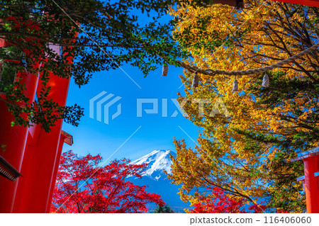 [Mt. Fuji material] Arakurayama Sengen Park during autumn leaves season [Yamanashi Prefecture] 116406060