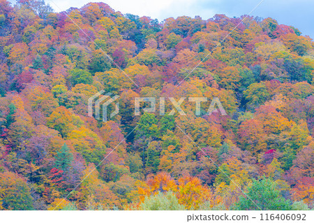 [Autumn material] Autumn leaves of Okususobana Valley [Nagano Prefecture] 116406092
