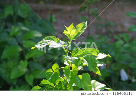 有光的葉子 有光的葉子 116406112