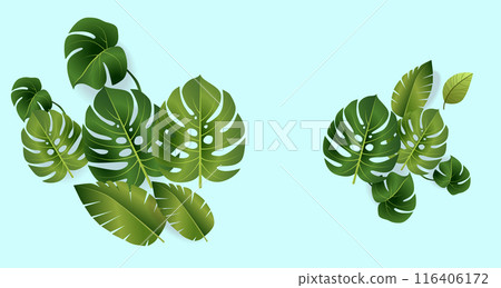 Monstera tropical green leaves on light blue background botanical nature foliage exotic plant design 116406172