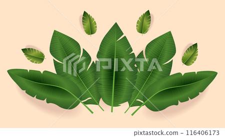 Green tropical banana leaves on light background. Realistic foliage with shadows. Nature botanical theme 116406173