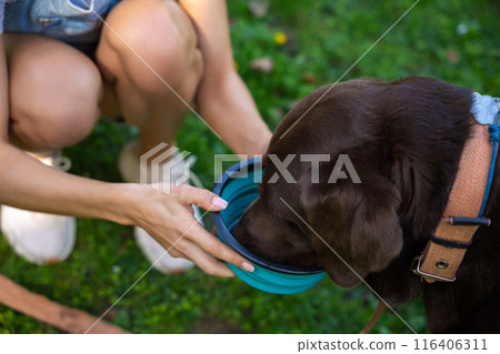 Close up picture of a woman giving water to a dog 116406311