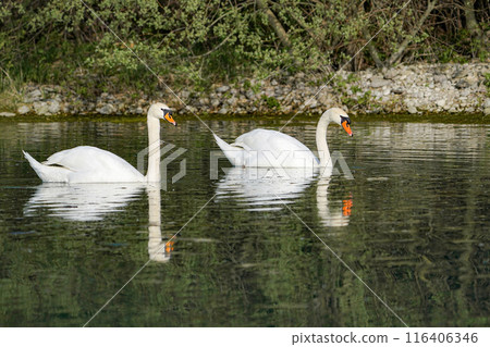 Two white swans swim on the lake. 116406346