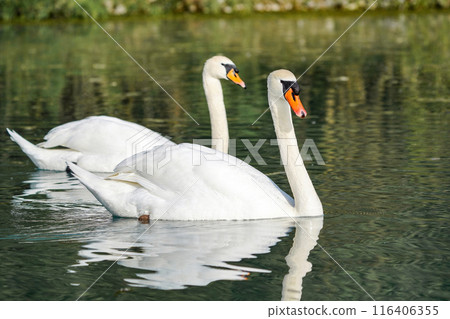 Two white swans swim on the lake. Two white swans swim on the lake. 116406355