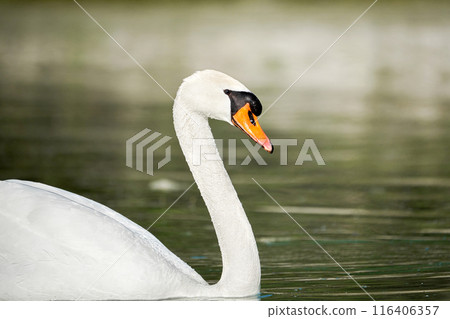 A beautiful white swan swims on the lake and looks around. 116406357