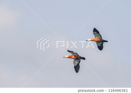 Two beautiful wild ducks are flying across the sky. 116406361