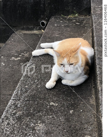 Cat relaxing stray cat 116406468