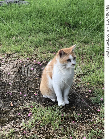 Cat stray cat sitting Cat stray cat sitting 116406469