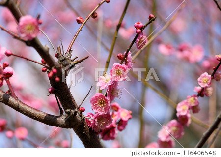 Pink plum blossom 116406548