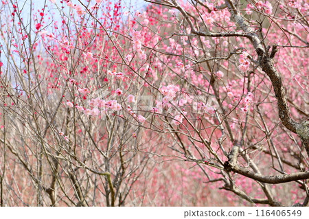 Pink plum blossoms 116406549